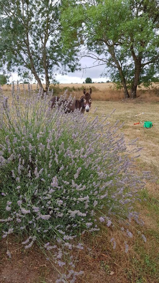 Camping La Petite Houmee Curzay-sur-Vonne 外观 照片